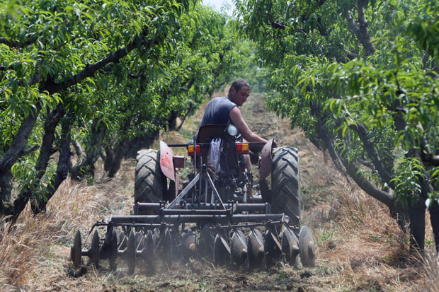 Задругари пеку и ракију